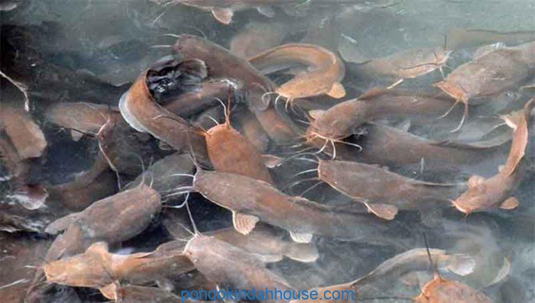 cara memelihara ikan lele agar tumbuh kembangnya bagus
