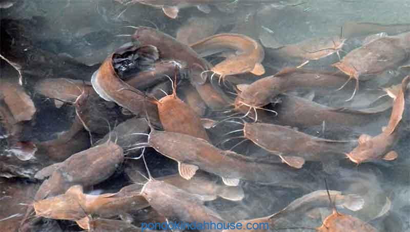 cara memelihara ikan lele agar tumbuh kembangnya bagus