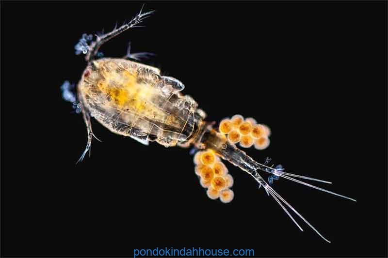 Copopode Copepod: Plankton Kecil yang Memiliki Peran Besar dalam Ekosistem Laut ...
