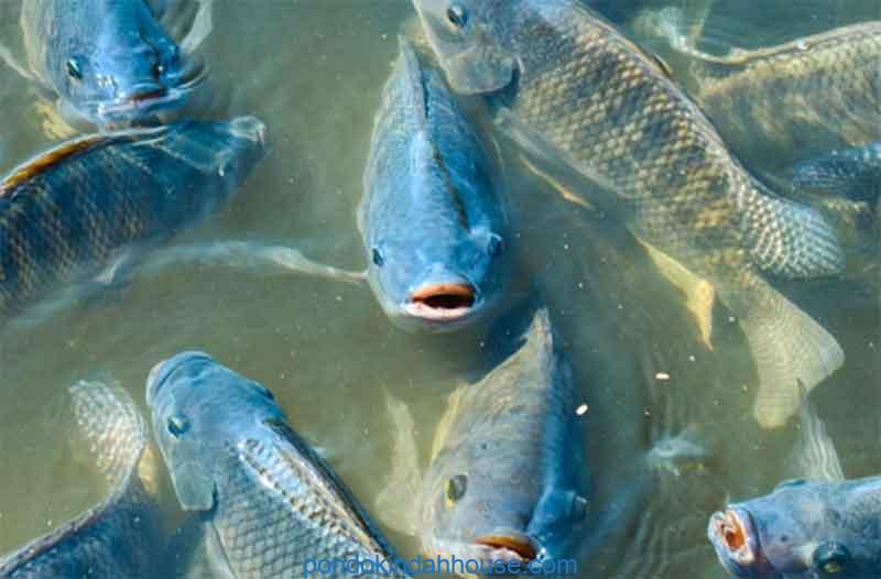 cara membuat umpan ikan nila yang ampuh