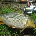 Rahasia Umpan Galatama Ikan Mas Babon Malam Hari umpan galatama ikan mas babon malam hari