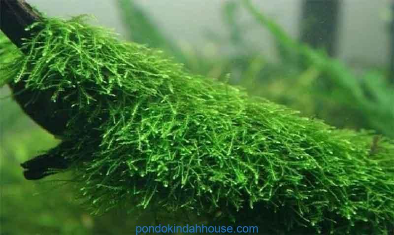cara menanam java moss di pasir