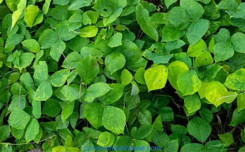 cara menanam mucuna bracteata