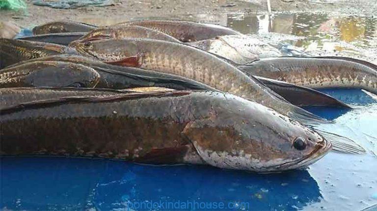 umpan casting ikan gabus