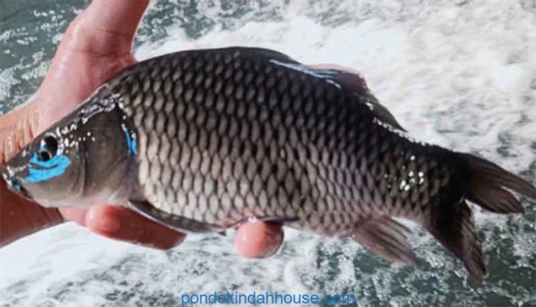 umpan ikan mas musim hujan tanpa essen