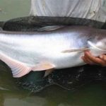 Umpan Ikan Patin Kolam Air Hijau umpan ikan patin kolam air hijau
