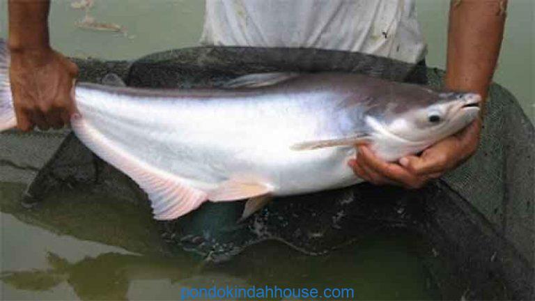 umpan ikan patin kolam air hijau