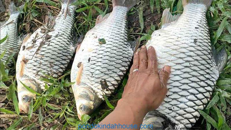 umpan ikan tawes di sungai deras