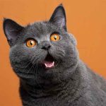 Apa yang Dipunyai Kucing Tapi Tidak Dipunyai Hewan Lain apa yang dipunyai kucing tapi tidak dipunyai hewan lain