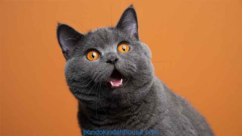 apa yang dipunyai kucing tapi tidak dipunyai hewan lain