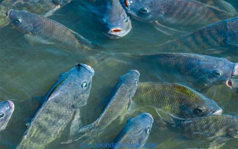 umpan ikan mujair yang susah makan