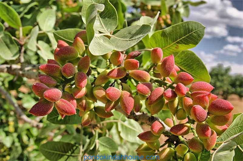 cara menanam kacang pistachio
