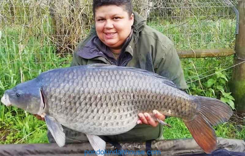 umpan ikan mas kolam harian