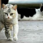 Penyebab Kucing Muntah Kuning: Waspadai Gejala, Pahami Solusinya penyebab kucing muntah kuning