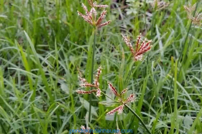 cara menanam rumput teki