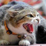 Kenapa Kucing Galak Sama Kita? Ini Penjelasan Lengkapnya kenapa kucing galak sama kita