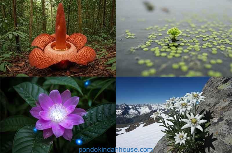 cool facts about flowers