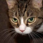 cara mengeluarkan anak kucing yang mati dalam perut