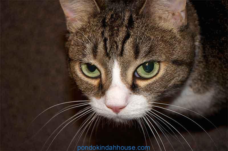 cara mengeluarkan anak kucing yang mati dalam perut