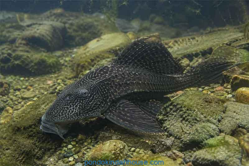 Kenapa Ikan Sapu-Sapu Dianggap Sebagai Ikan Invasif