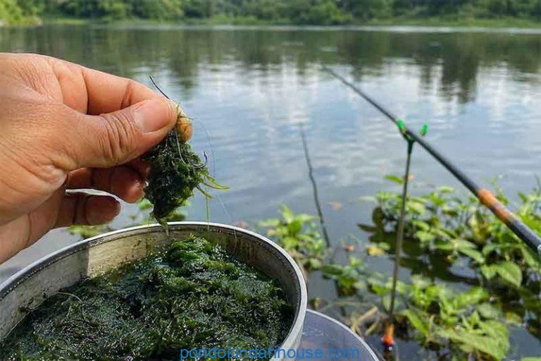 mancing nila babon umpan lumut