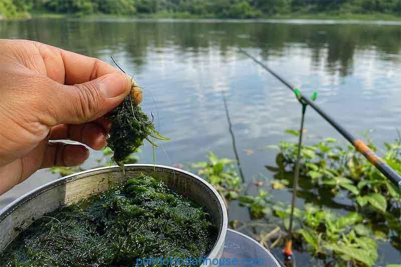 mancing nila babon umpan lumut