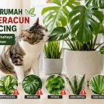 tanaman rumah mana yang beracun bagi kucing