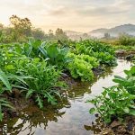 Mengapa Sayur Sayuran yang Hidup di Tempat Berair? mengapa sayur sayuran yang hidup di tempat berair